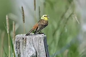 Yellowhammers: Yellowhammer - male singing from post