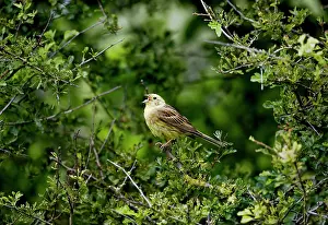 Yellowhammer: Yellowhammer - male - singing on territory