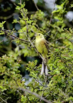 Yellowhammer: Yellowhammer - male - singing on territory