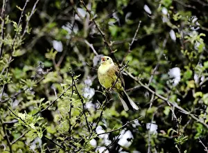 Yellowhammer: Yellowhammer - male - singing on territory