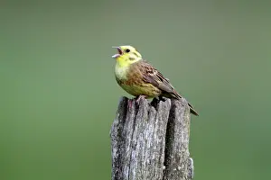 Yellowhammers: Yellowhammer - male singinging from post