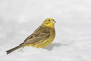 Yellowhammer: Yellowhammer - male in snow - Sweden