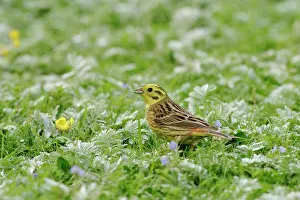 Yellowhammers: Yellowhammer - Male side view, feeding in meadow