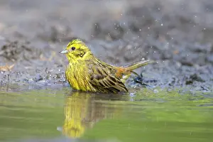 Yellowhammer: Yellowhammer male water