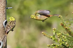 Yellowhammer: Yellowhammer - males around bird feeder