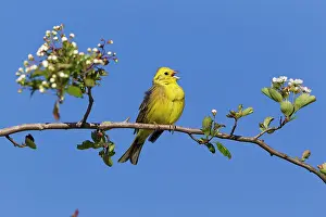 Yellowhammer: Yellowhammer - perched on whitethorn branch - singing