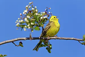 Yellowhammer: Yellowhammer - perched on whitethorn branch - singing