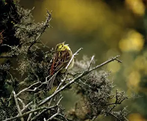 Yellowhammers: YELLOWHAMMER - singing