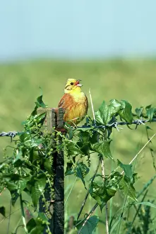 Yellowhammers: YELLOWHAMMER - singing