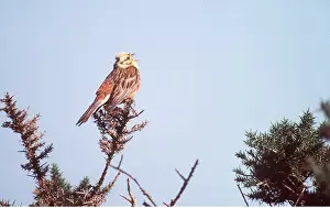 Yellowhammer: YELLOWHAMMER - singing