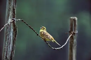 Yellowhammers: Yellowhammer - Singing on barbed wire