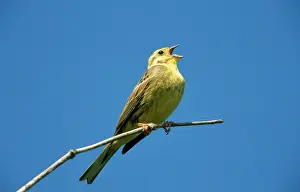 Yellowhammers: Yellowhammer - singing on branch