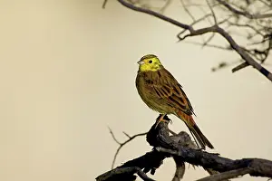 Yellowhammers: Yellowhammer - sitting on a tree branch looking