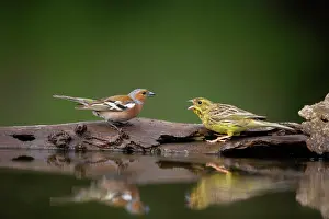 Yellowhammers: Yellowhammer - Threatening Chaffinch (Fringilla