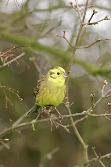 Yellowhammers: Yellowhammer - On twig front view