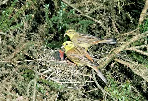 Yellowhammers: YELLOWHAMMER - x two adults at nest feeding chicks