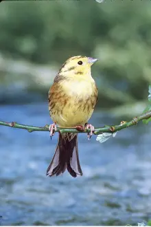Yellowhammer: YELLOWHAMMER / YELLOW BUNTING - on branch