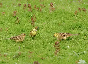 Yellowhammers: Yellowhammers - Group feeding in meadow