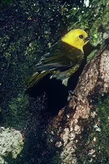 Ochrocephala: Yellowhead - endemic