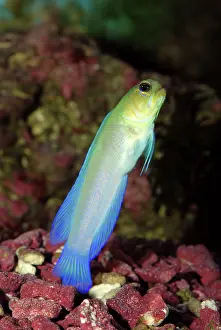 Jawfish: Yellowhead Jawfish - defending its burrow