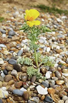 Shingle: YellowHornedPoppy