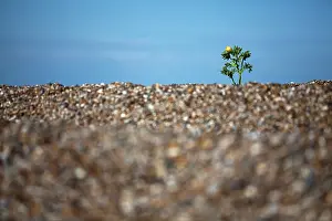 Shingle: YellowHornedPoppy