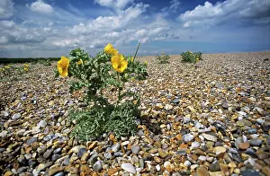 Supple: YellowHornedPoppy