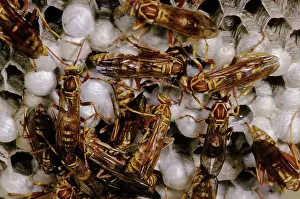 Tending: Yellowjackets (Vespula pennsylvanica)