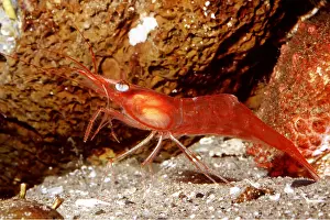 Shrimps: YELLOWLEG SHRIMP