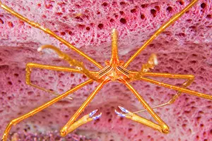Arrow: Yellowline arrow crab (Stenorhynchus seticornis)