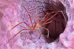 Sponges: Yellowline Arrow Crab (Stenorhynchus seticornis)