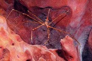 Sponges: Yellowline Arrow Crab (Stenorhynchus seticornis)
