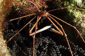 Arrow: Yellowline Arrow Crab (Stenorhynchus seticornis)