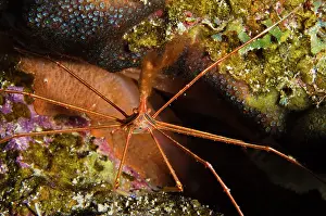 Arrow: Yellowline Arrow Crab (Stenorhynchus seticornis)