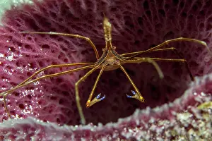 Arrow: Yellowline arrow crab (Stenorhynchus seticornis)