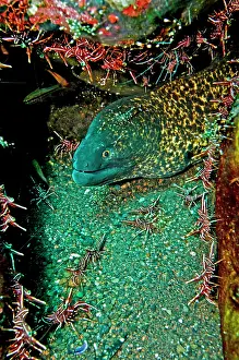 Rhynchocinetes: Yellowmargin Moray - with shrimp (Rhynchocinetes