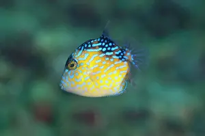 Ambon: Yellowmargin Triggerfish - Juvenile