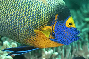 Staghorn: Yellowmask Angelfish