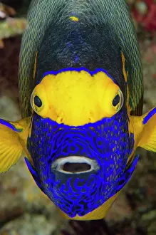 Line: Yellowmask Angelfish