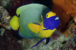 Line: Yellowmask Angelfish