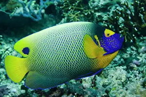 Pomacanthus: Yellowmask Angelfish Tatawa Besar dive site, between
