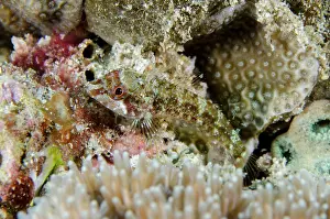 Triplefin: Yellownape Triplefin - Crystal Bay Wall dive site