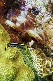 Cleaner: Yellownose Goby (Elacatinus randalli) &