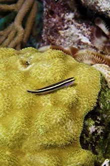 Cleaner: Yellownose Goby (Elacatinus randalli) &
