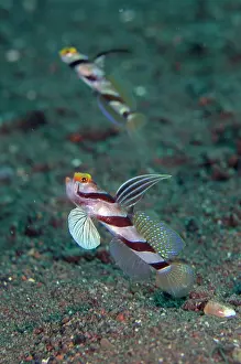 Rayed: Yellownose Shrimpgoby