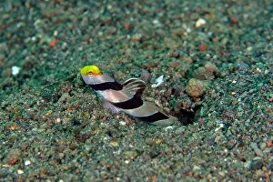 Stripe: Yellownose Shrimpgoby guarding hole entrance