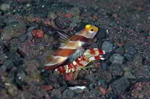 Alpheidae: Yellownose Shrimpgoby - with Randall's Snapping