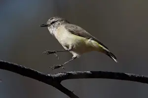 31517: Yellowrumped Thornbill leaping along a branch Papunya