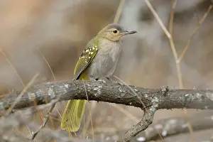 Umkhuze: Yellowspotted Nicator