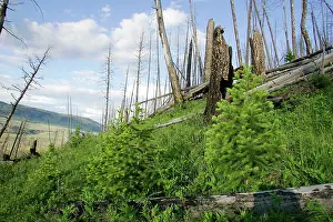 Regeneration: Yellowstone national park, 15 years after fires